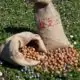 Piedmont p.g.i. hazelnuts in shell juta bag