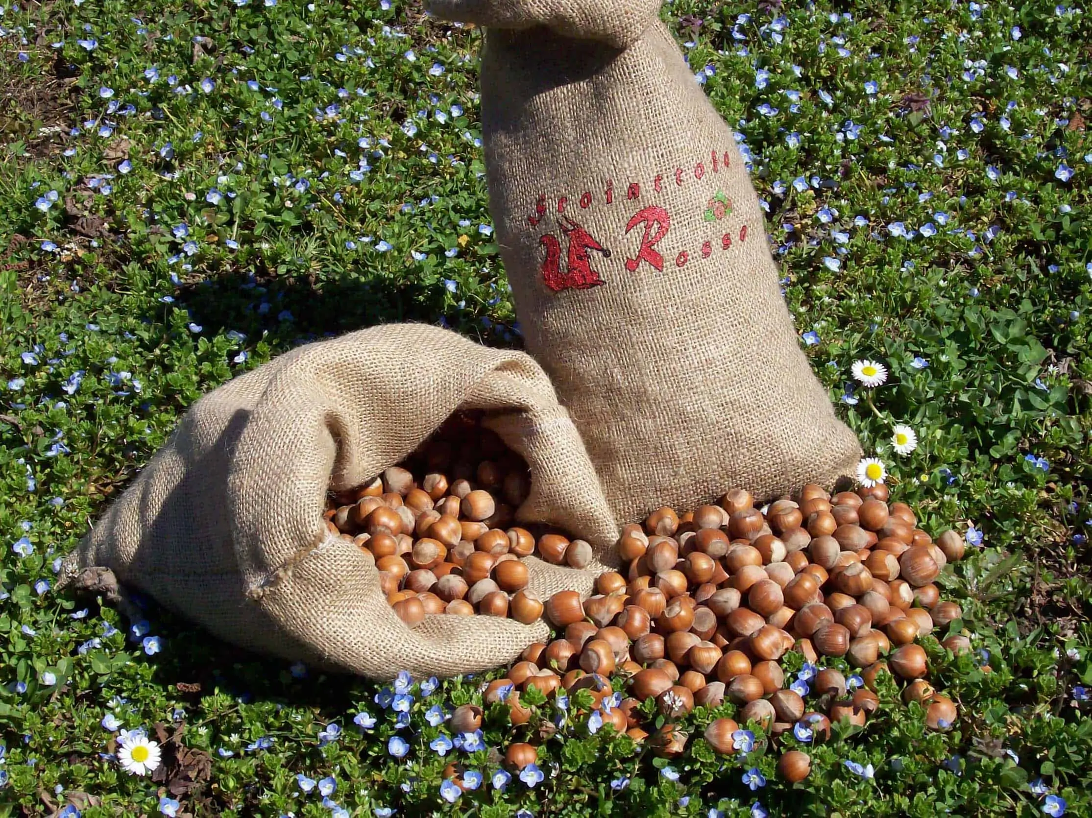 PIEDMONT PGI HAZELNUTS IN SHELL JUTA BAG
