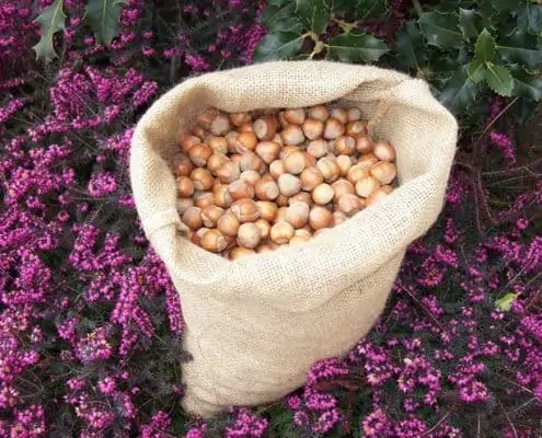 Piedmont PGI hazelnuts in shell yuta bag sacco nocciole igp