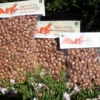 piedmont hazelnut without shell 3