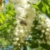 Robinia flower with bee in Scoiattolo Rosso italian farm buy honey