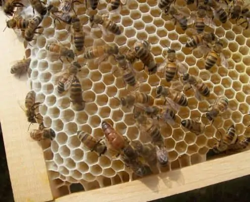 queen bee Scoiattolo Rosso italian honey