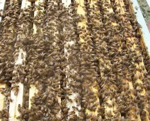 queen bee in hive in Scoiattolo Rosso beekeeping sell honey