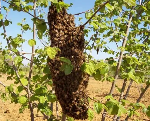 swarm in beekeeping Scoiattolo Rosso multiflowers honey