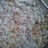 torta di nocciola azienda agricola scoiattolo rosso vendita nocciola miele cake apicoltura