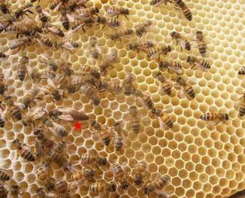 beekeeping Scoiattolo Rosso italian farm buy hazelnuts