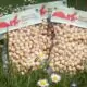 Piedmont p.g.i. roasted hazelnuts