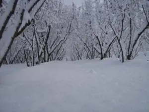 piedmont hazelnut in snow