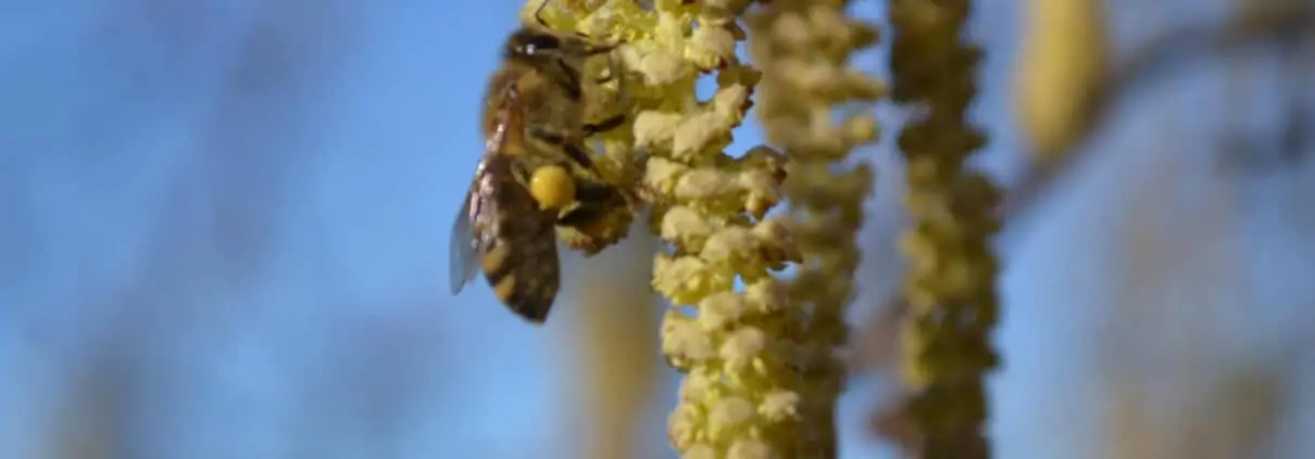 Flowering hazel and pollination 1 flowering hazel and pollination