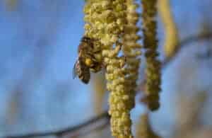 News 7 forager bee on hazel flower