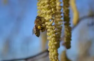 forager bee on hazel flower