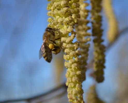 Flowering hazel and pollination 1 flowering hazel and pollination
