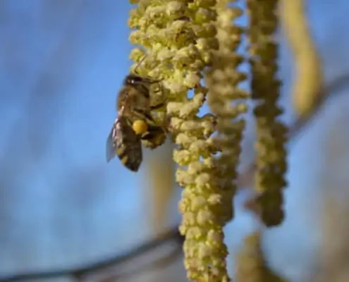 flowering hazel and pollination