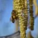 flowering hazel and pollination