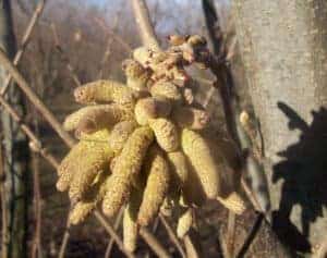 hazel male flowers