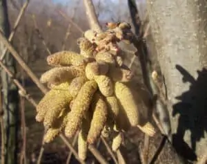 hazel male flowers