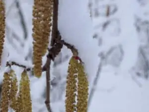 hazelnut flower