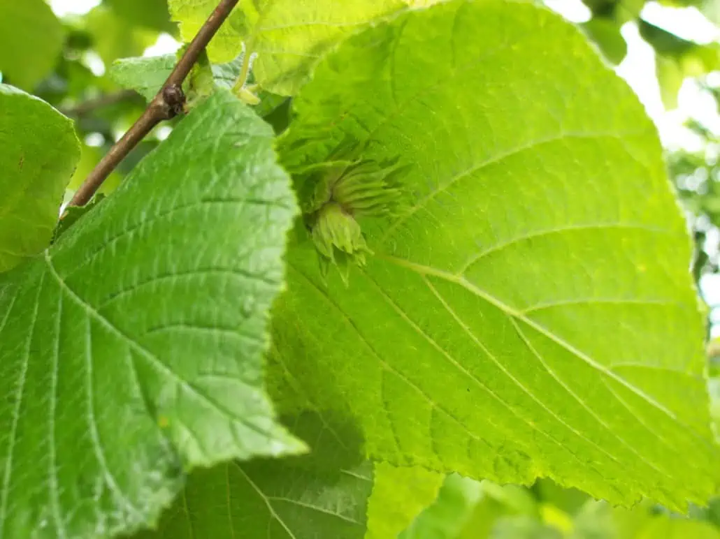 Hazelnuts in spring Scoiattolo Rosso farm