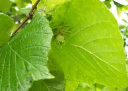 Hazelnuts in spring Scoiattolo Rosso farm