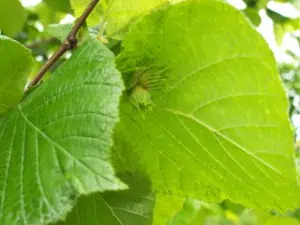 Hazelnuts in spring Scoiattolo Rosso farm