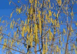 Hazelnut male flowers in winter