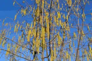 Hazelnut male flowers in winter