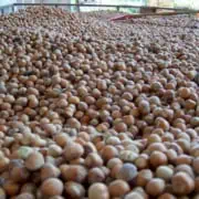 new harvest 2024