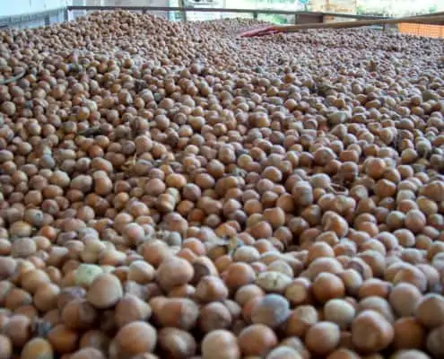 new harvest 2024