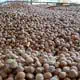 new harvest 2024