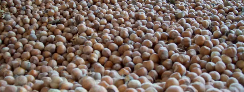 New harvest 2024 1 new harvest 2024