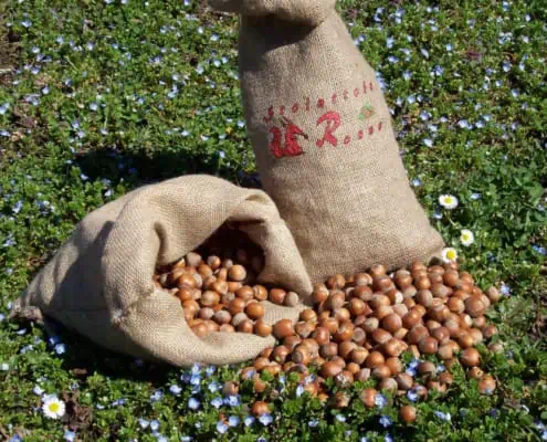 Preserving of hazelnuts 1 preserving of hazelnuts