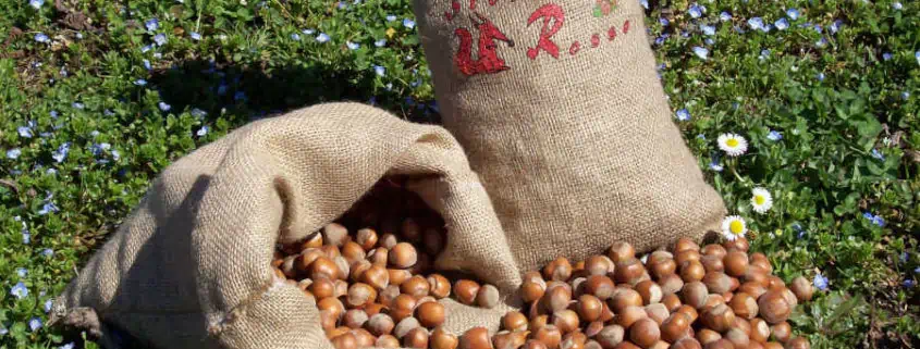 Preserving of hazelnuts 1 preserving of hazelnuts