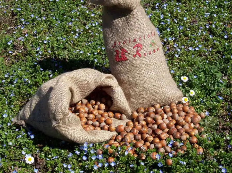 preserving of hazelnuts