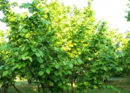 Hazel tree on sunrise in Scoiattolo Rosso farm-hazelnut cultivation