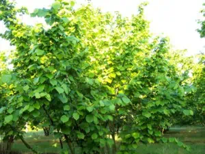 Hazel tree on sunrise in Scoiattolo Rosso farm-hazelnut cultivation