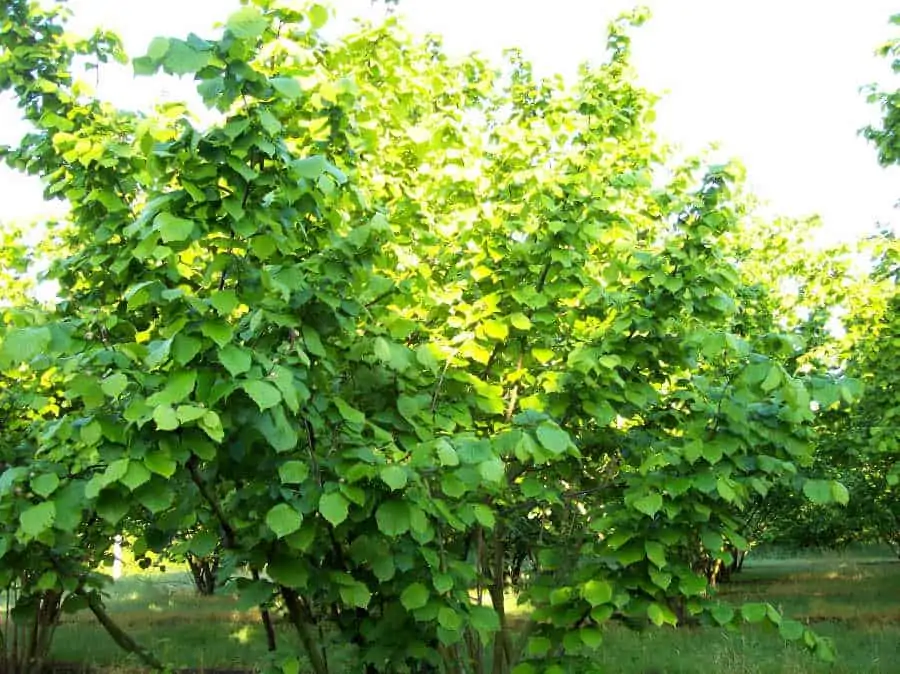 Hazel tree on sunrise in Scoiattolo Rosso farm-hazelnut cultivation
