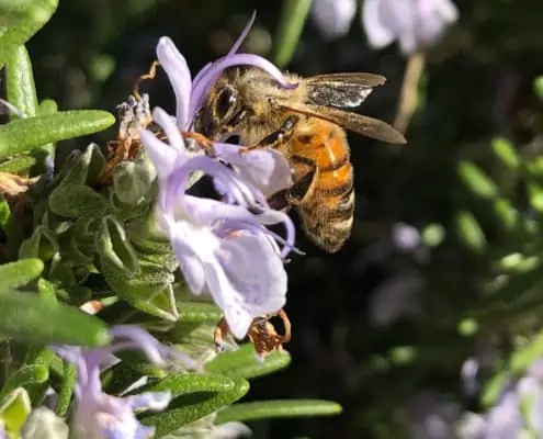 Bee forager on rosemary flower Scoiattolo Rosso farm italianhazelnuts