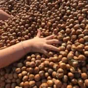 new harvest 2024 piedmont pgi hazelnuts