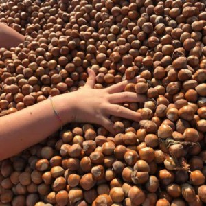our company Scoiattolo rosso italianhazelnuts farm