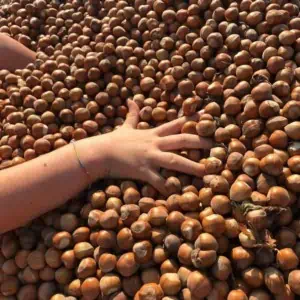 our company Scoiattolo rosso italianhazelnuts farm