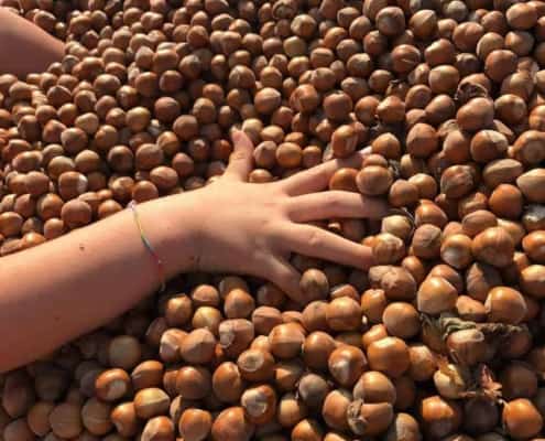 PIEDMONT HAZELNUTS NEW HARVEST 2 new harvest 2024 piedmont pgi hazelnuts