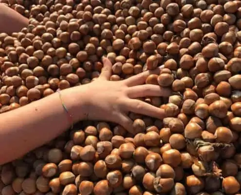 PIEDMONT HAZELNUTS NEW HARVEST 8 new harvest 2024 piedmont pgi hazelnuts