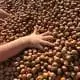 new harvest 2024 piedmont pgi hazelnuts