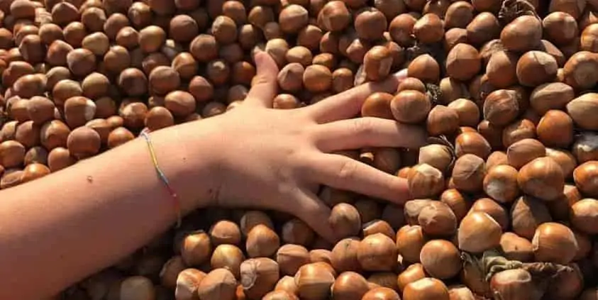 new harvest 2024 piedmont pgi hazelnuts