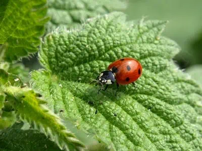damage from insecticides