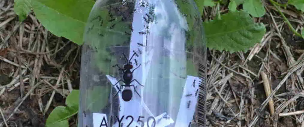 BIOLOGICAL FIGHT WITH USEFUL INSECTS 1 Biological fight against Asian bed bugs with useful insects