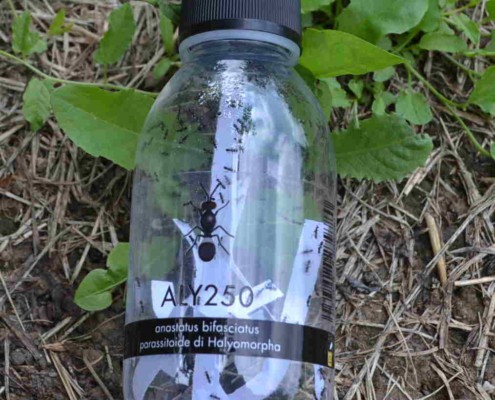 BIOLOGICAL FIGHT WITH USEFUL INSECTS 3 Biological fight against Asian bed bugs with useful insects
