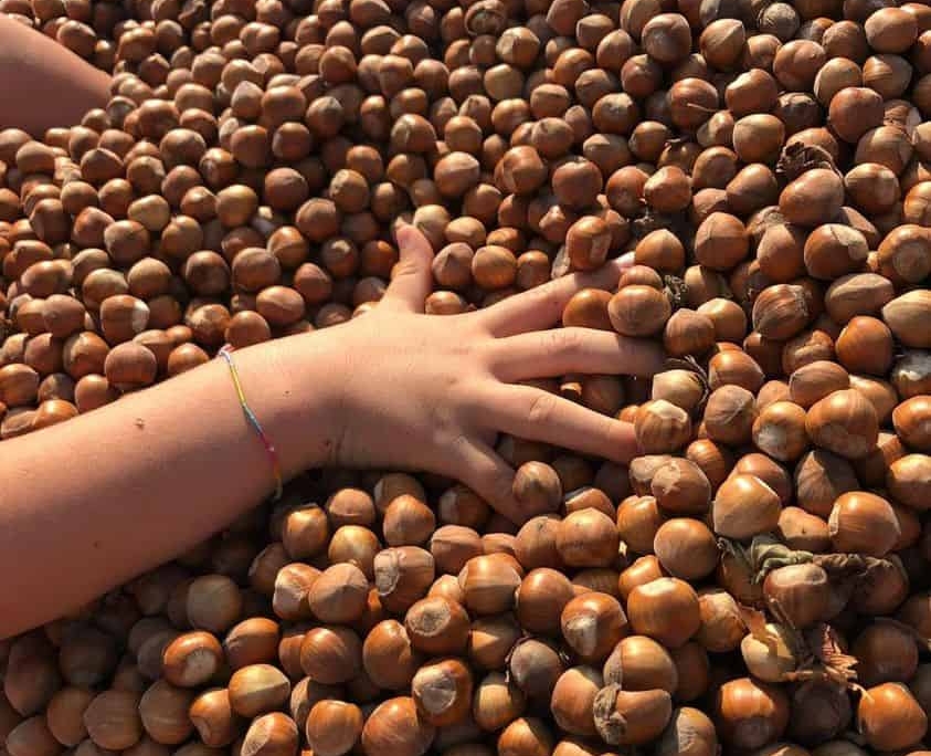 hazelnuts for gastronomic favours 