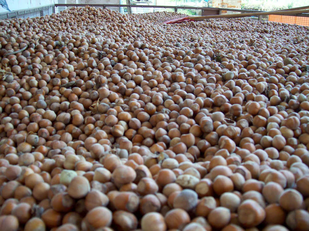 preserving of hazelnuts