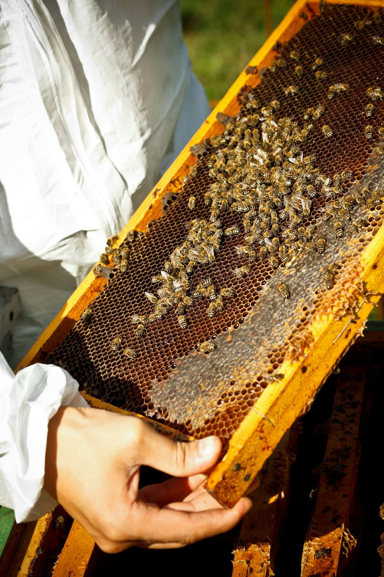 beekeeper 1 1